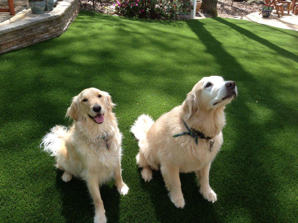 Pet Friendly Artificial Turf